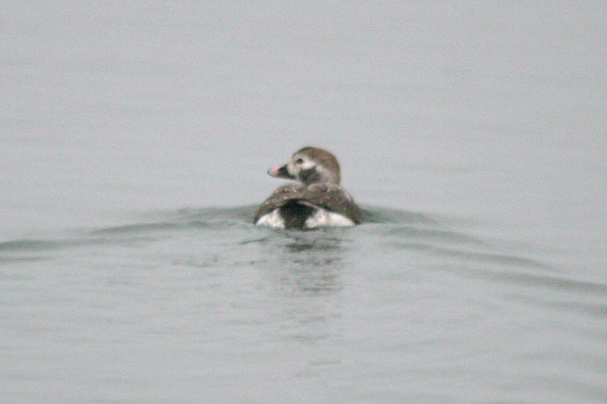 Long-tailed Duck - ML300040181
