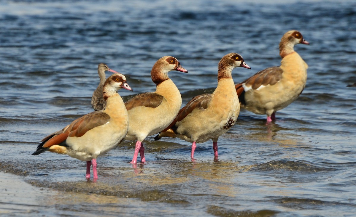 Egyptian Goose - Watter AlBahry