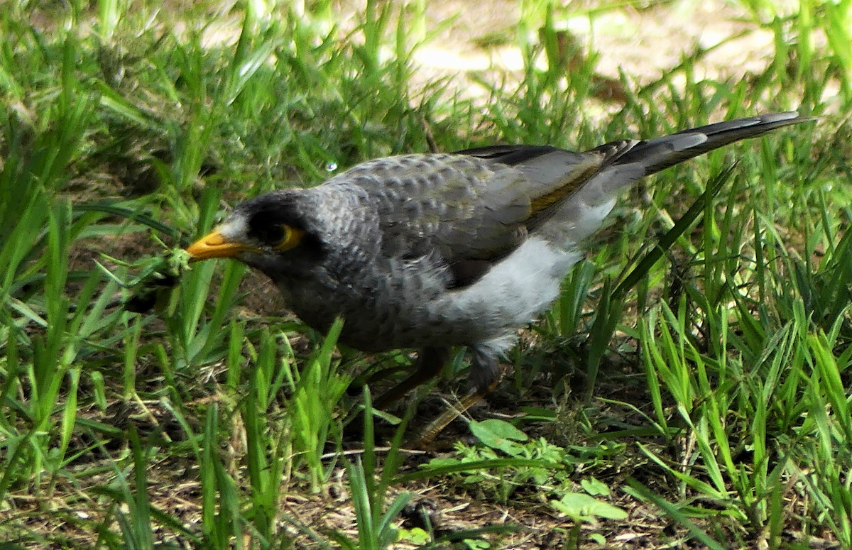 Weißstirn-Schwatzvogel - ML300040491