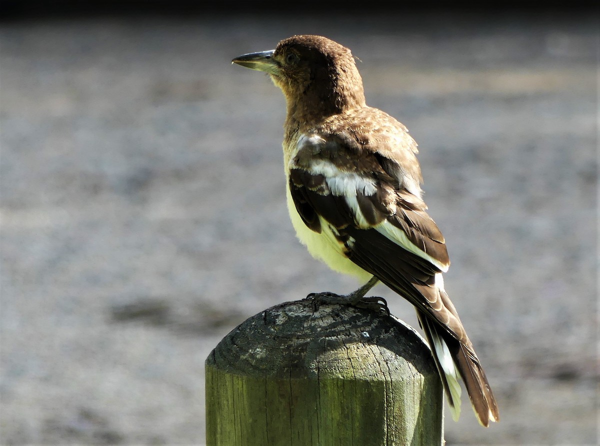 Pied Butcherbird - ML300040861