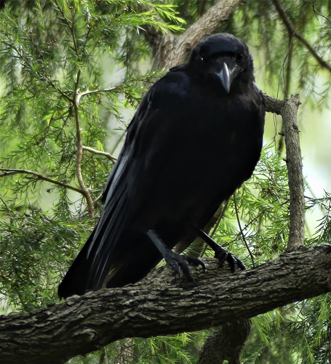 Torresian Crow - ML300041241