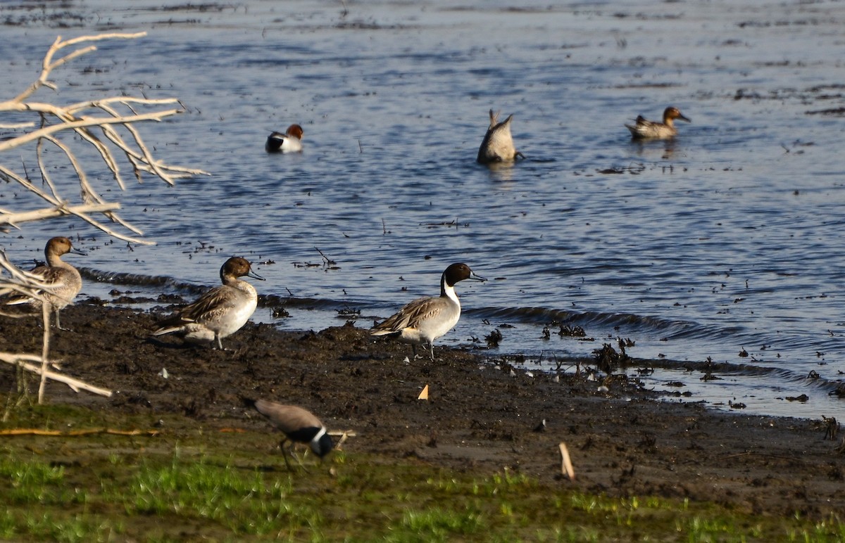 Northern Pintail - Watter AlBahry