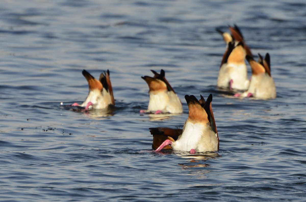 Egyptian Goose - Watter AlBahry