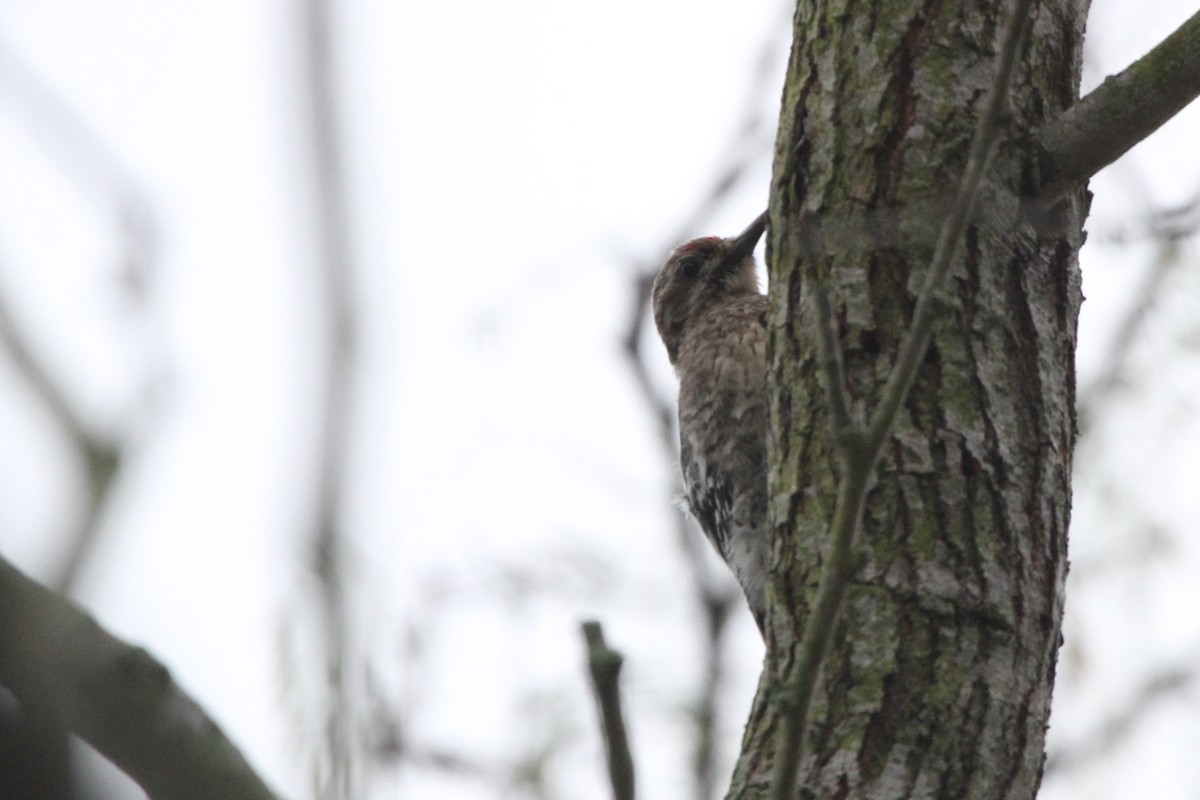 Yellow-bellied Sapsucker - ML300042331