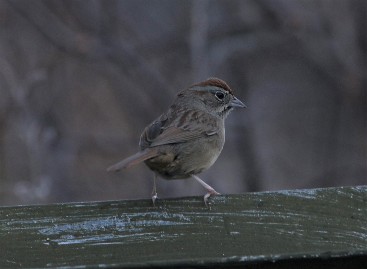 Rufous-crowned Sparrow - ML300043751