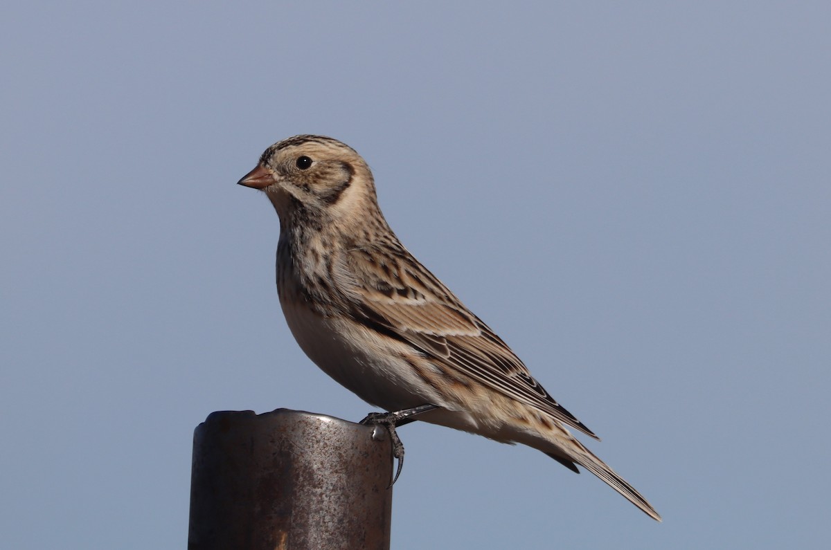 Lapland Longspur - ML300045151