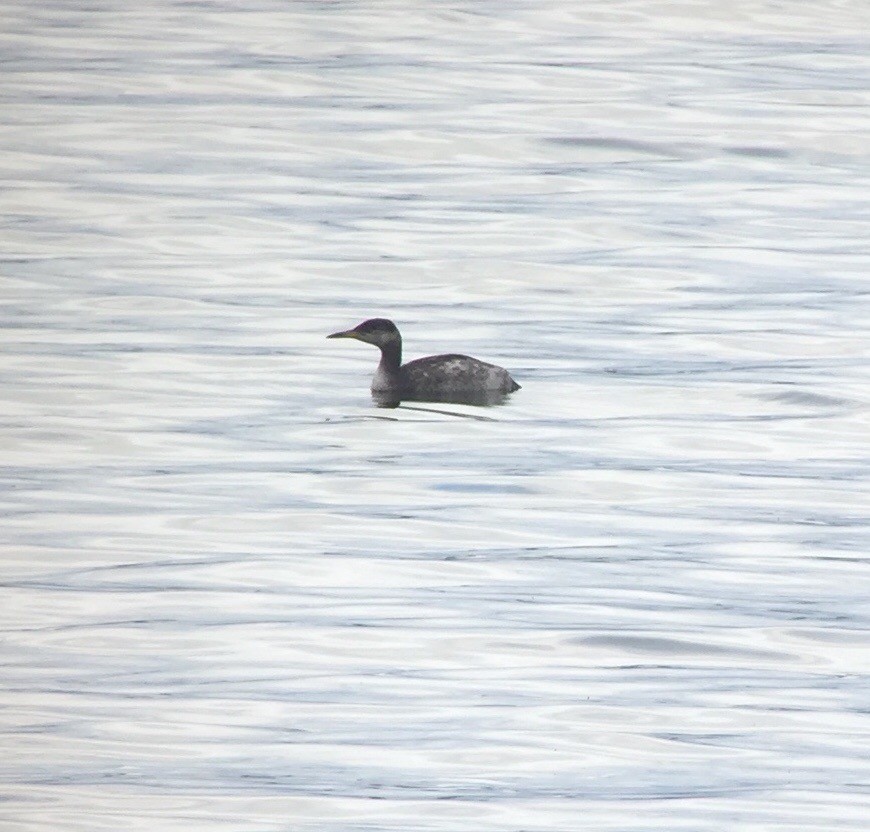 Red-necked Grebe - ML300045251