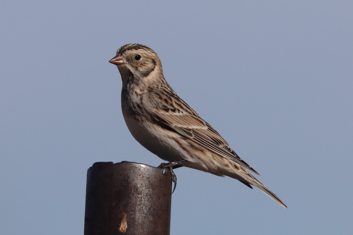 Lapland Longspur - ML300045311