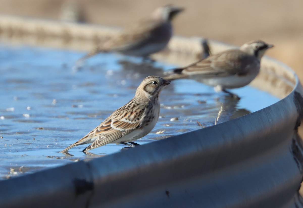 Lapland Longspur - ML300045411