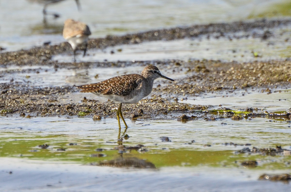 Wood Sandpiper - Watter AlBahry