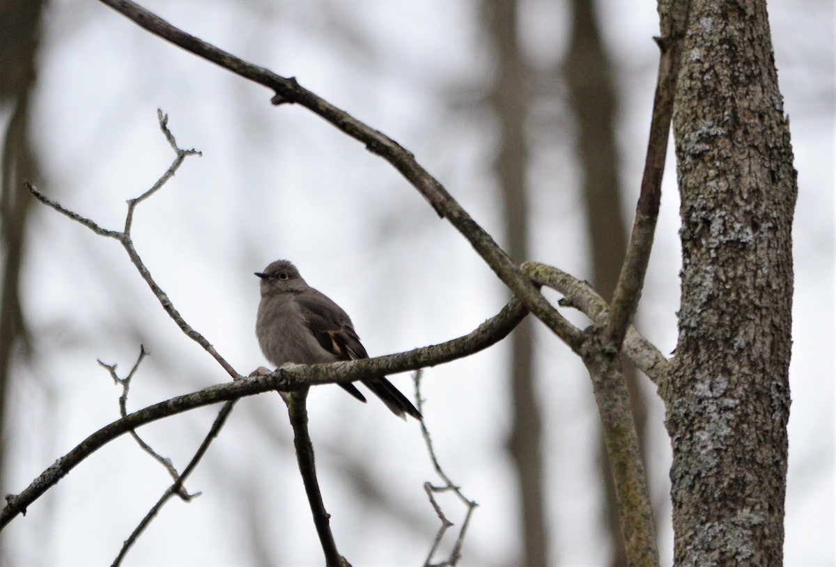 Townsend's Solitaire - ML300048921
