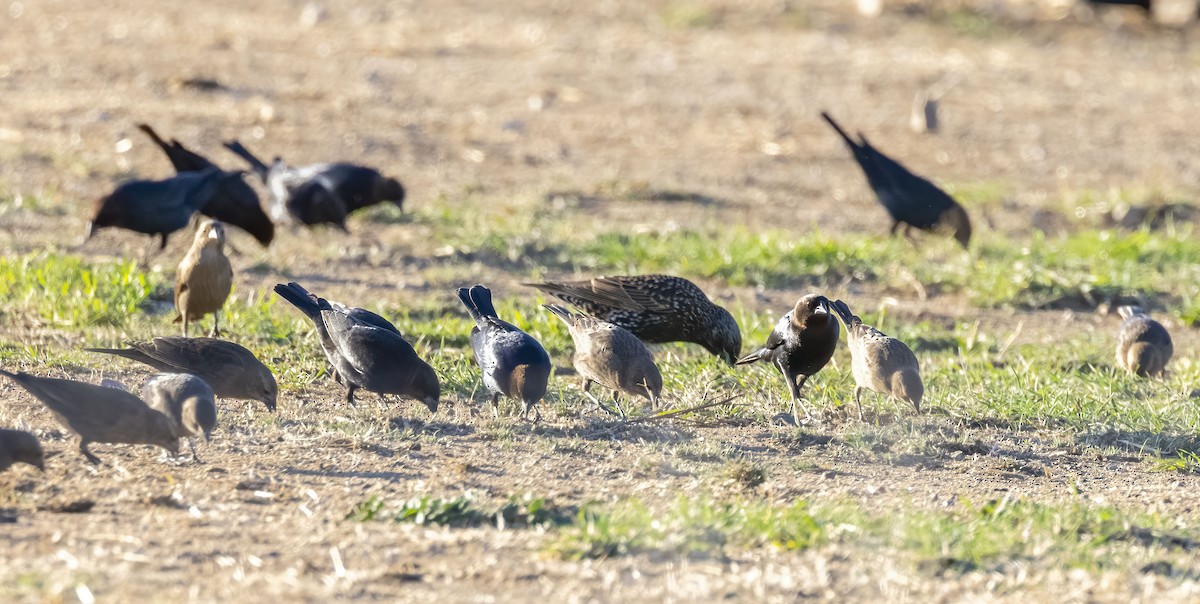 Brown-headed Cowbird - Roger Uzun