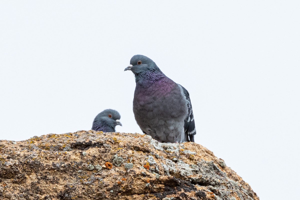 Rock Pigeon (Feral Pigeon) - ML300051491