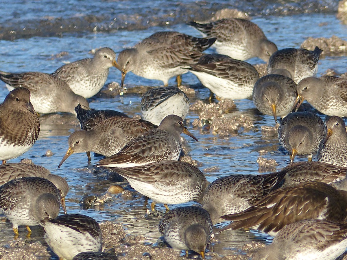 shorebird sp. - ML300054451