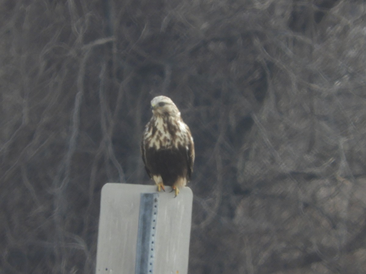 Rough-legged Hawk - ML300054521