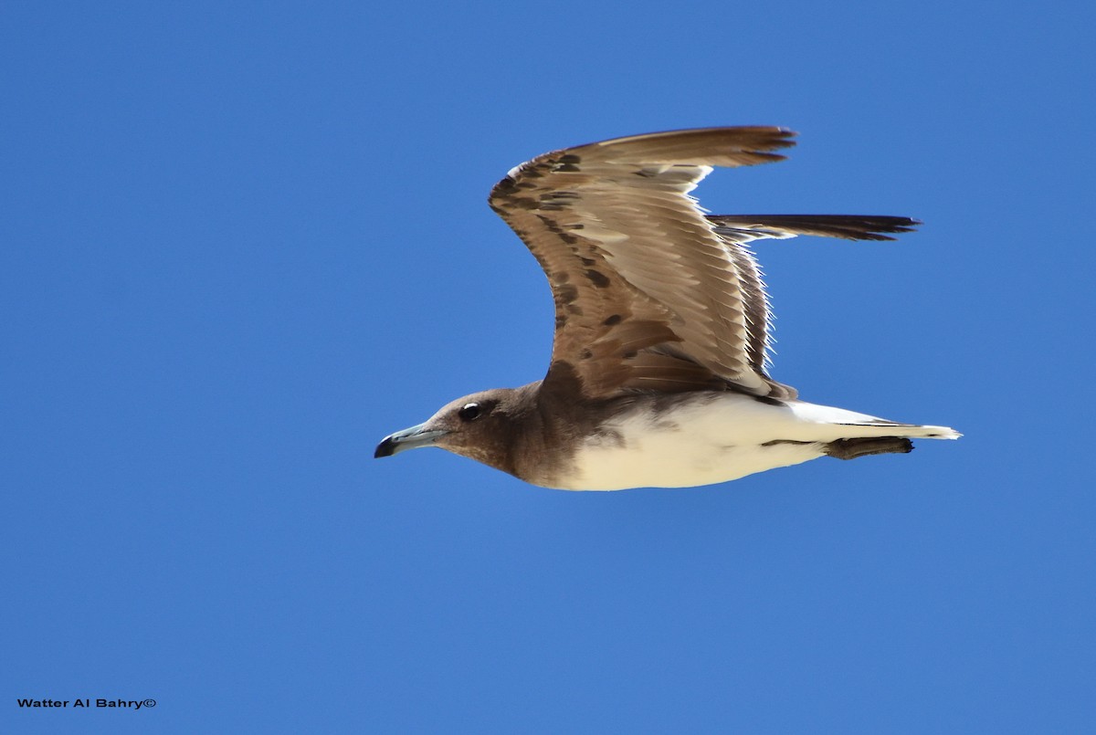 Sooty Gull - ML300054541