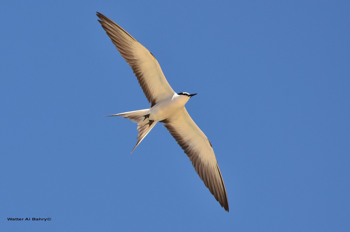 Bridled Tern - ML300054961