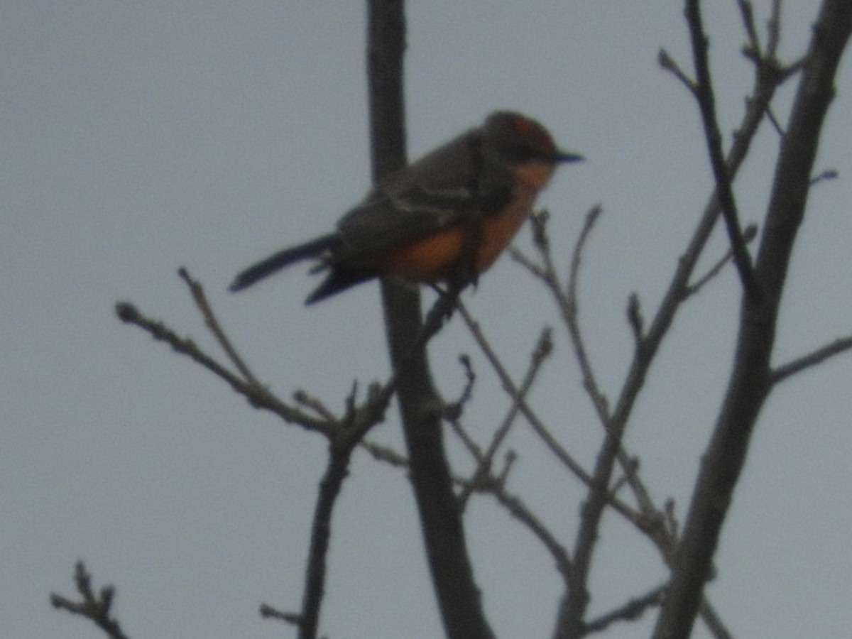 Vermilion Flycatcher - ML300055001