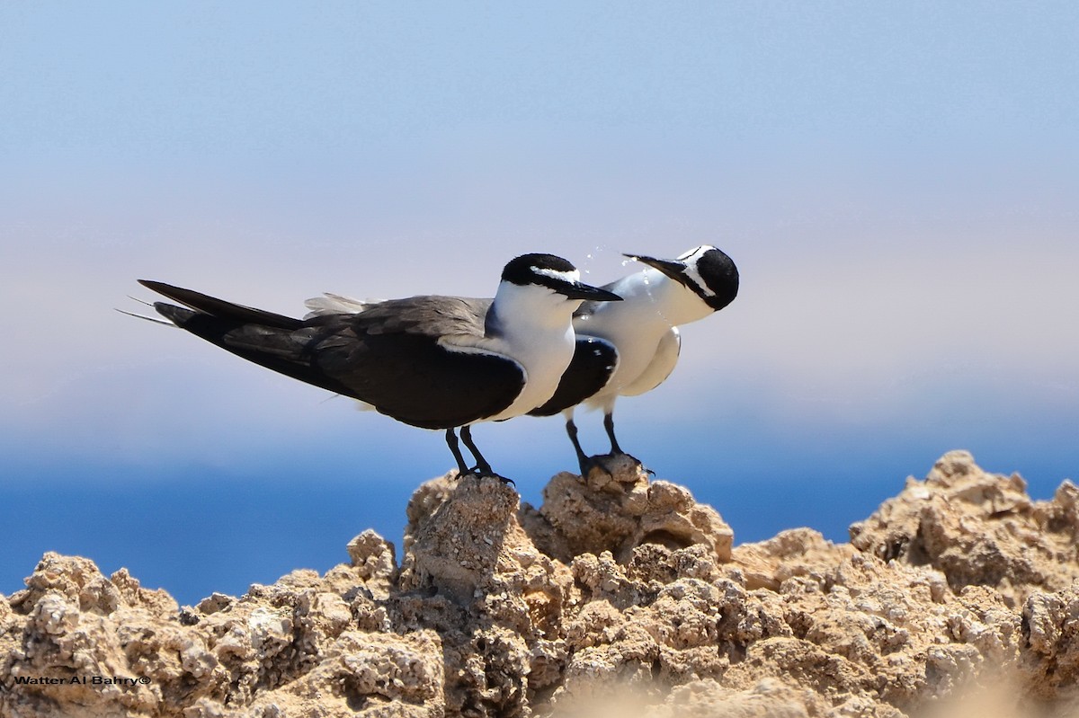 Bridled Tern - Watter AlBahry