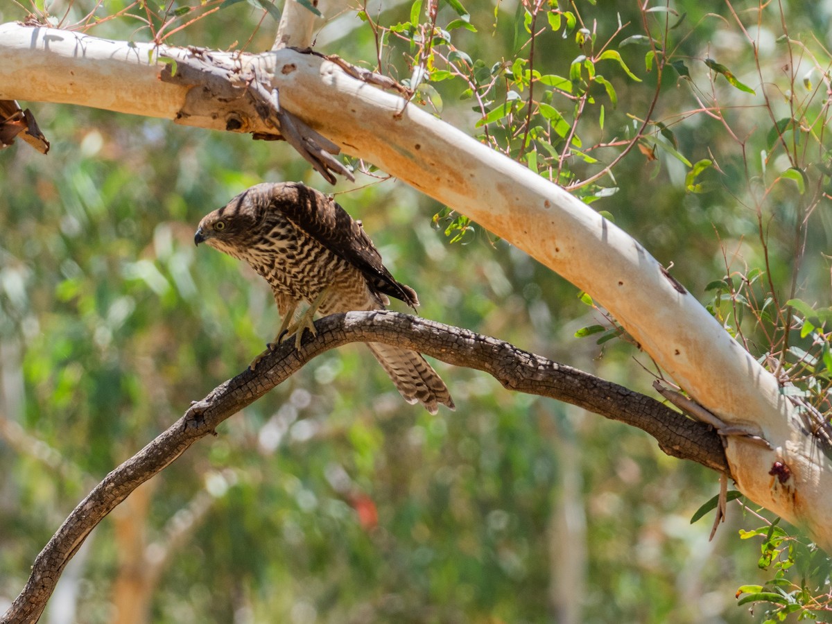 Brown Goshawk - ML300055241