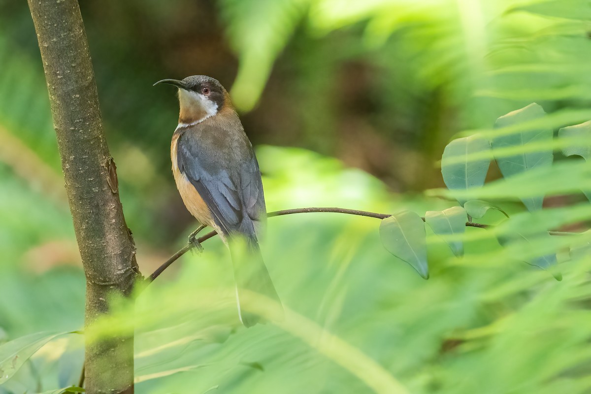 Eastern Spinebill - ML300055251