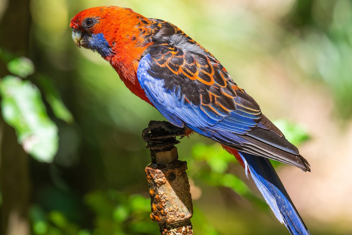 Crimson Rosella - Riley Metcalfe