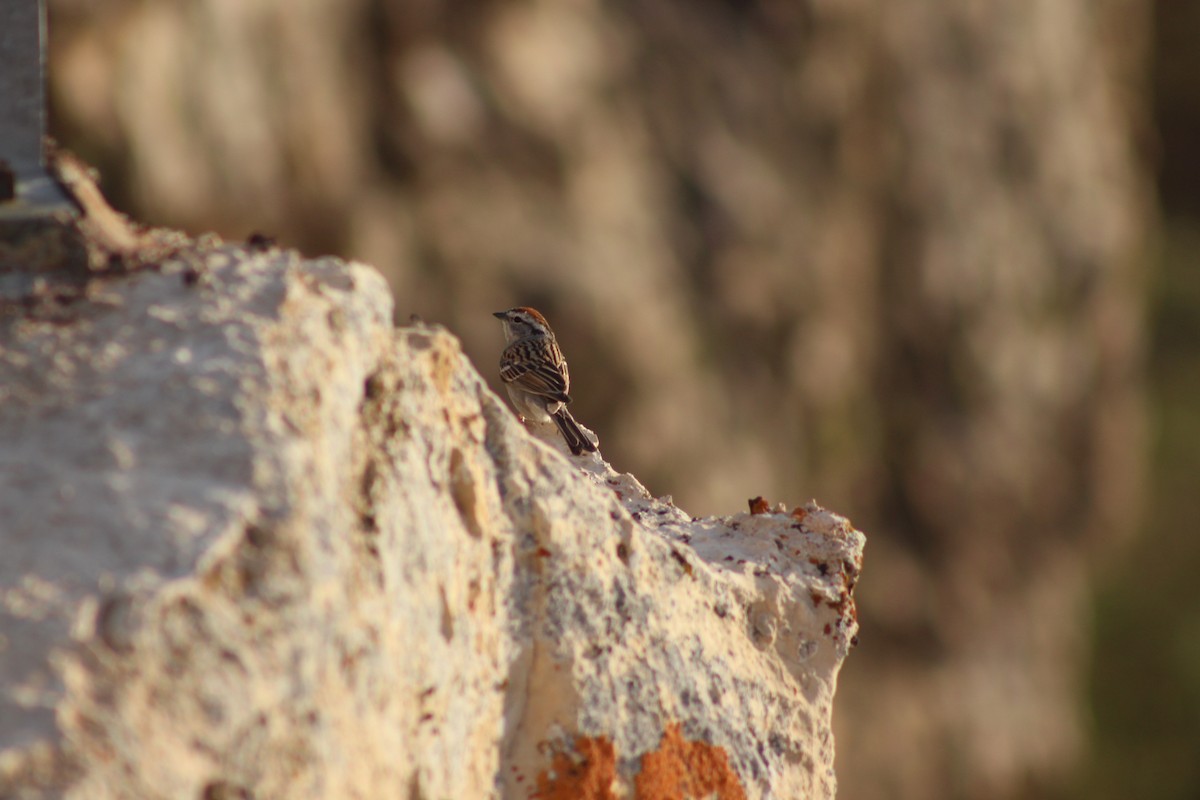 Chipping Sparrow - ML300056211