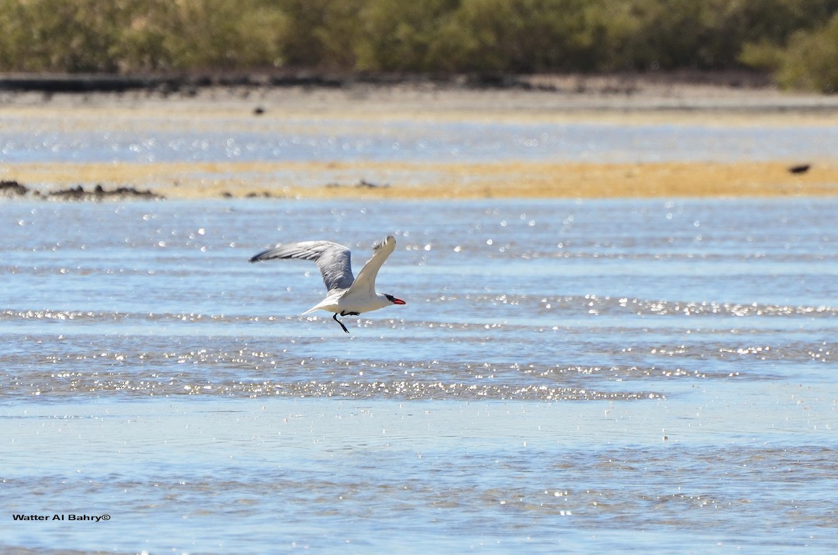 Caspian Tern - ML300057401