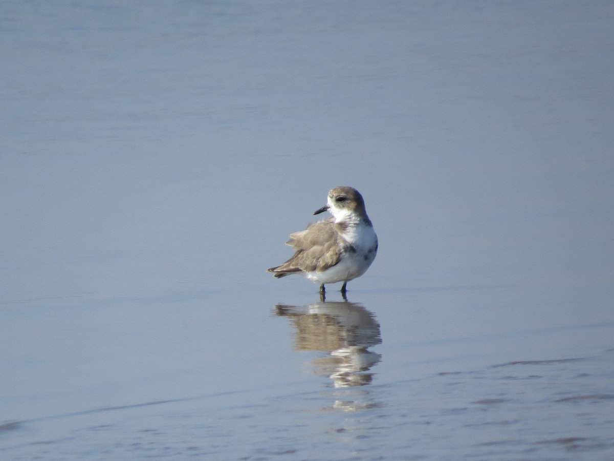 Two-banded Plover - ML300057491