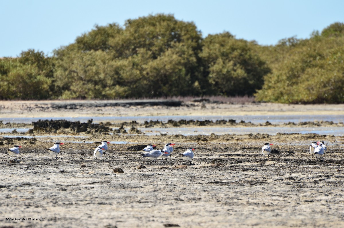 Caspian Tern - ML300057631