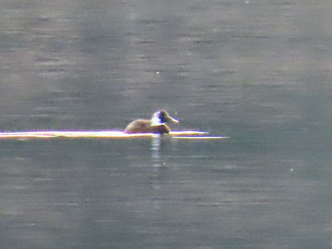 waterfowl sp. - David Schmalz