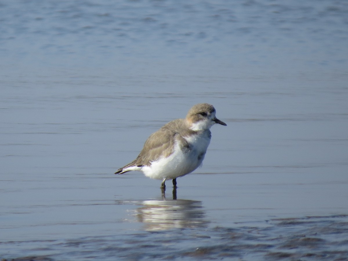 Two-banded Plover - ML300058761