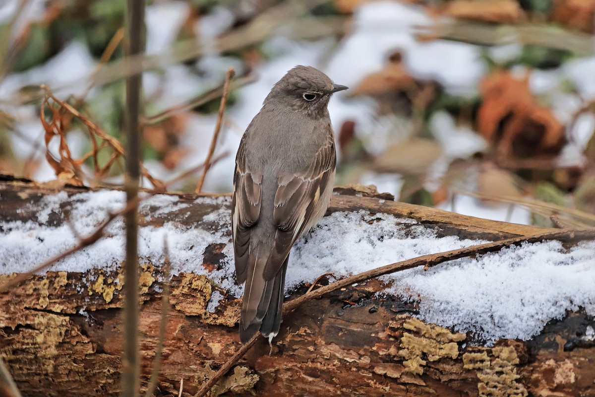 Townsend's Solitaire - ML300059391