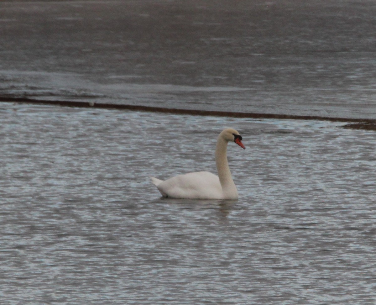 Mute Swan - ML300059941