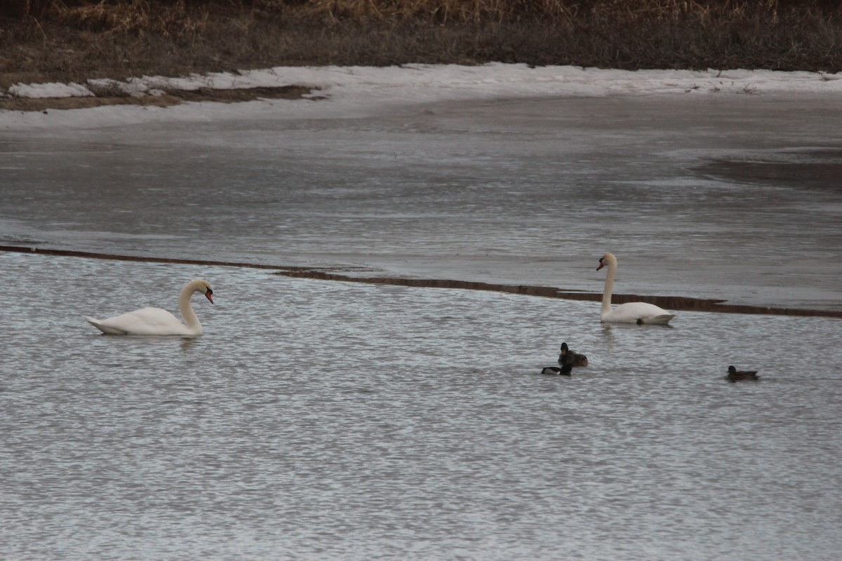 Mute Swan - ML300060111