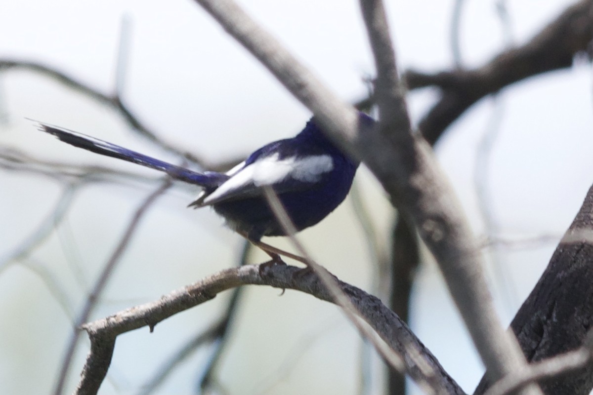 White-winged Fairywren - ML300060141