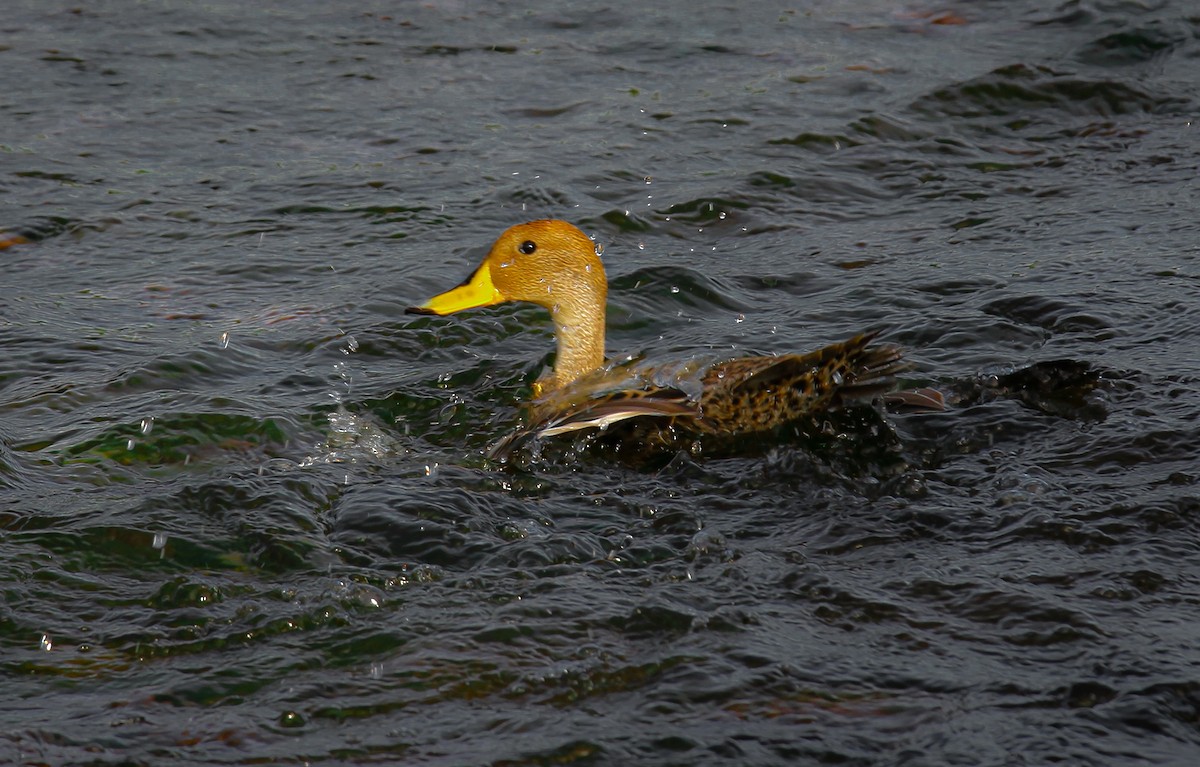 Yellow-billed Pintail (South American) - ML300060461