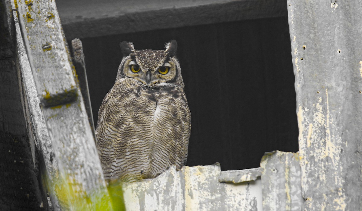 Lesser Horned Owl - ML300061251