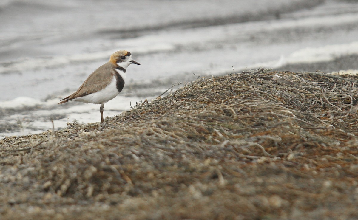 Two-banded Plover - ML300061661