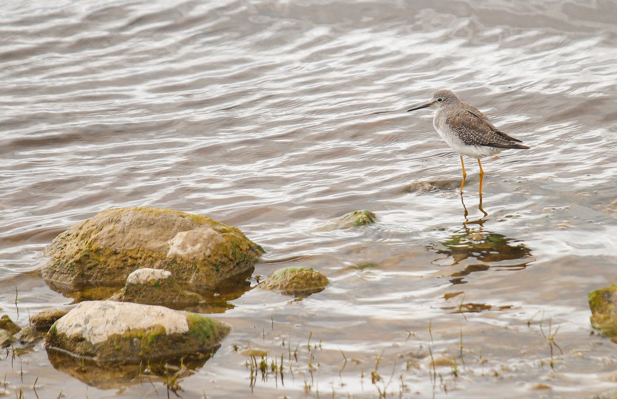 Lesser Yellowlegs - ML300061701