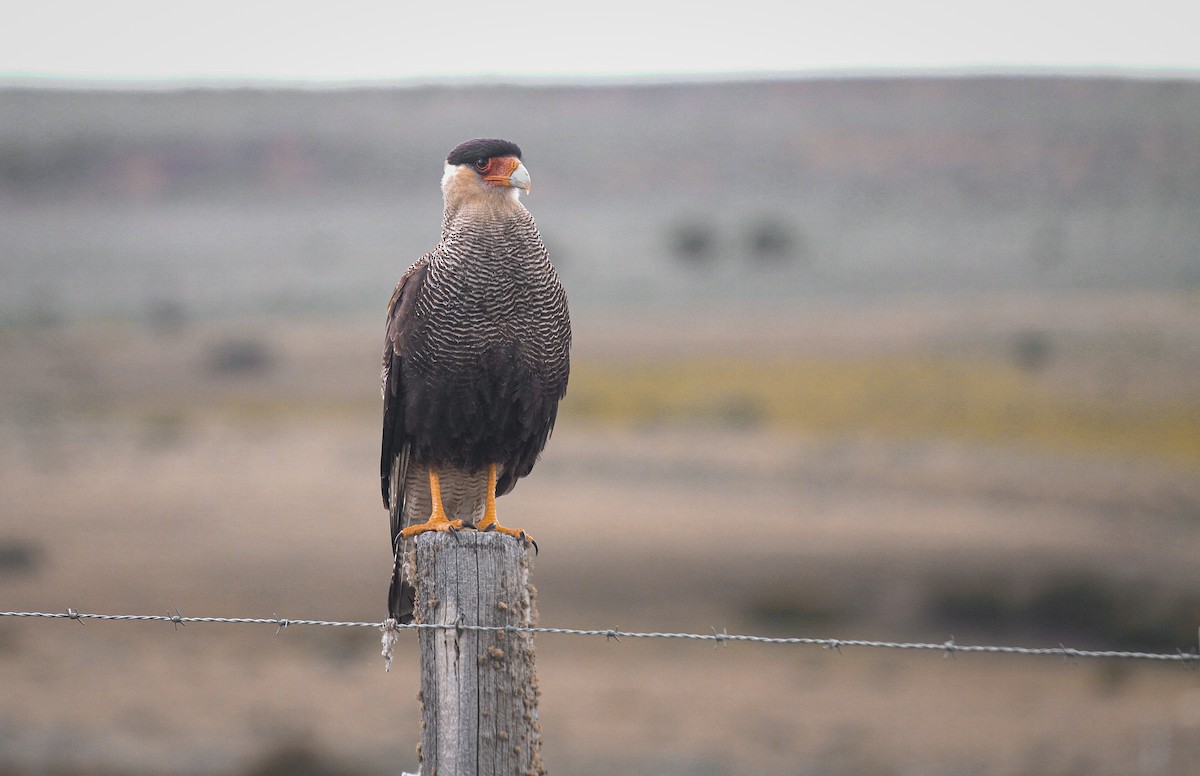 Crested Caracara (Southern) - ML300062051