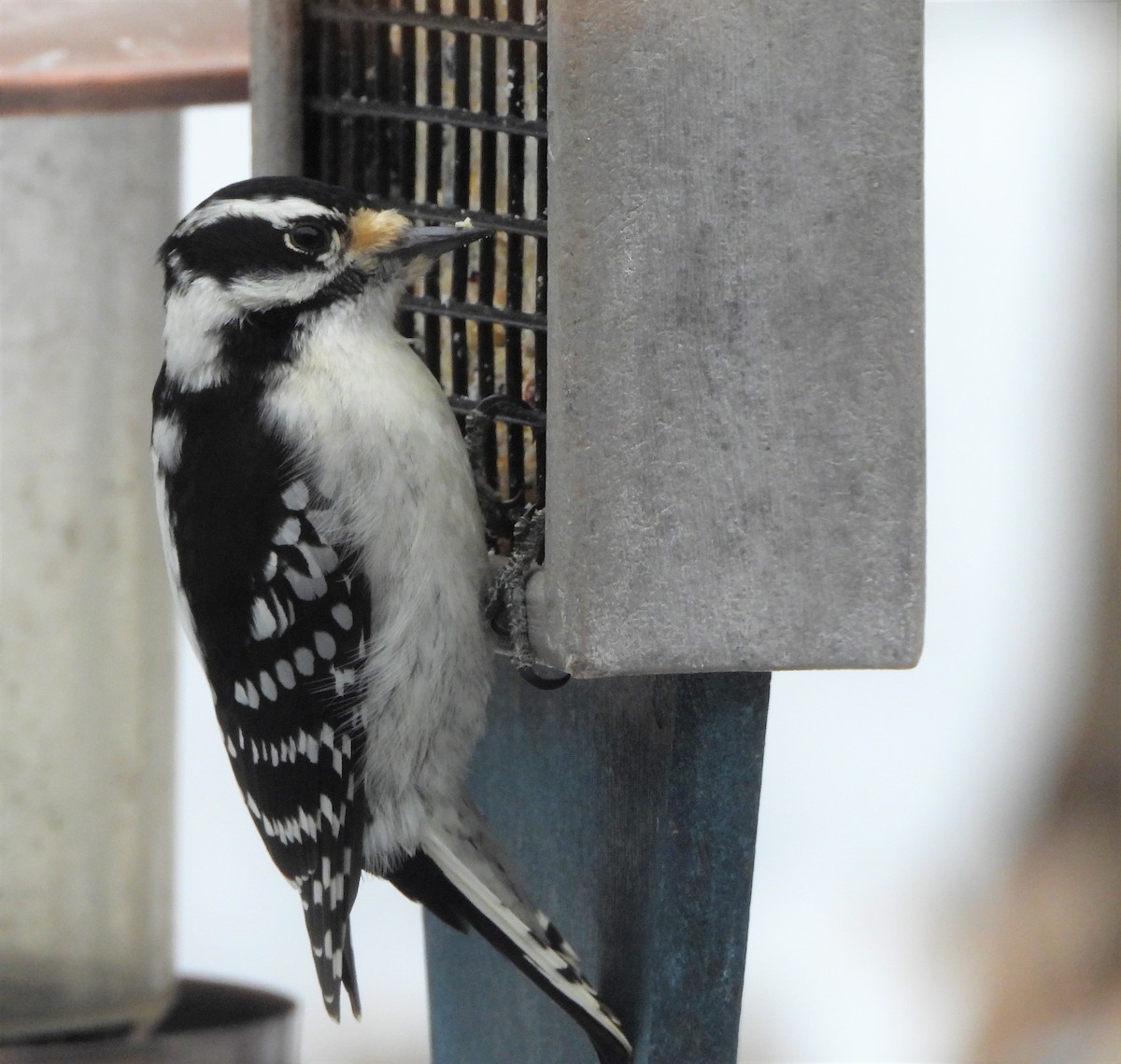 Downy Woodpecker - Capt. Ed Brown