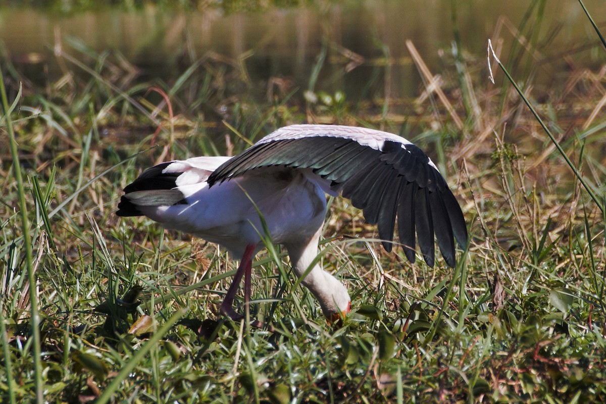 Yellow-billed Stork - ML30006291