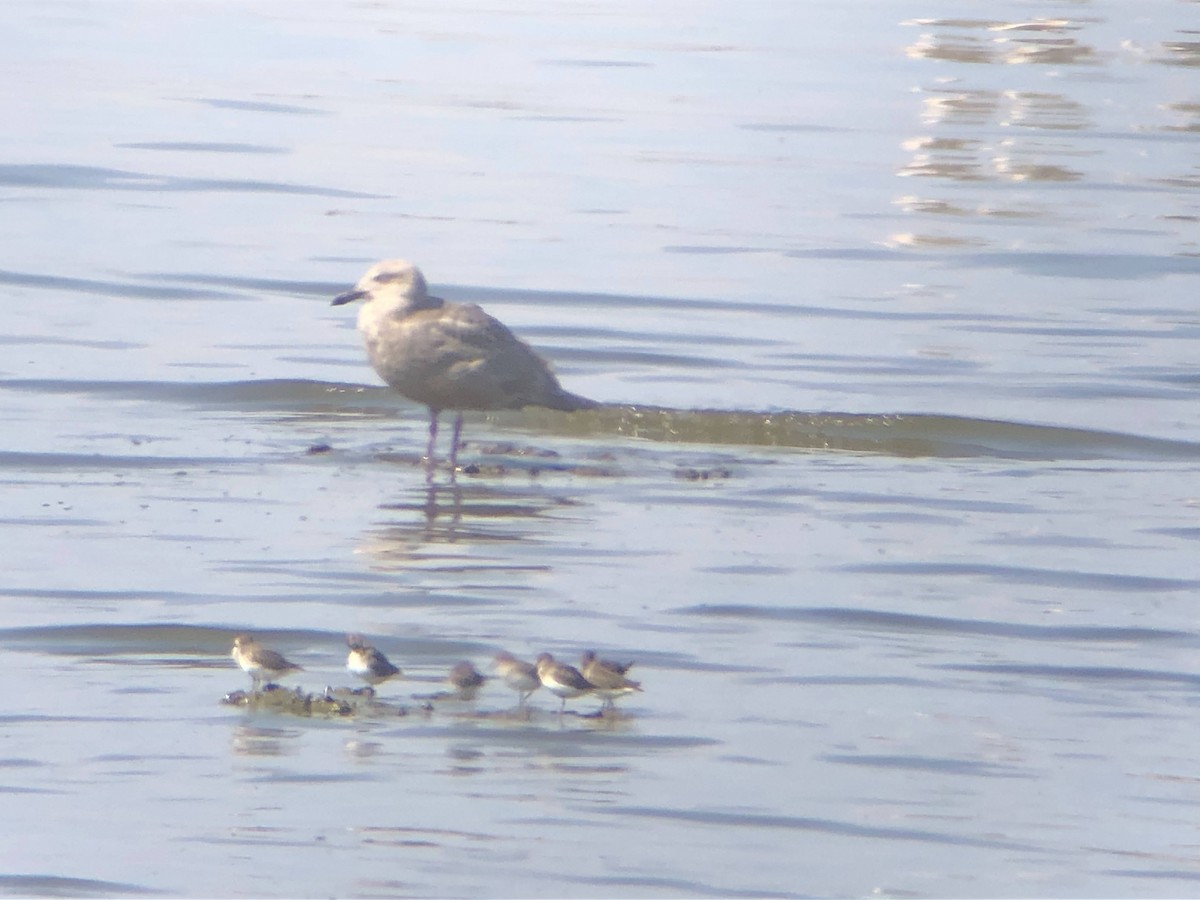 Glaucous-winged Gull - ML300064801