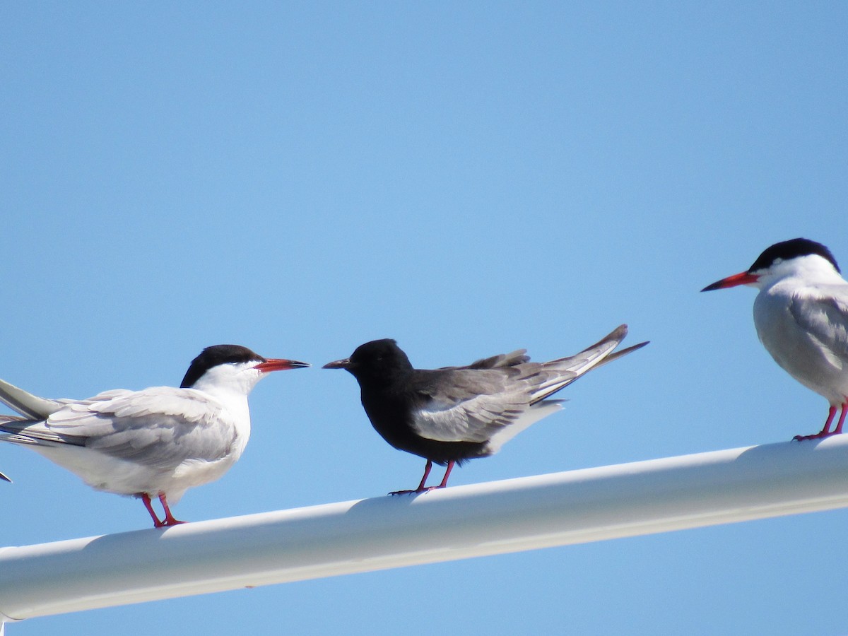 White-winged Tern - Kelly Connolly
