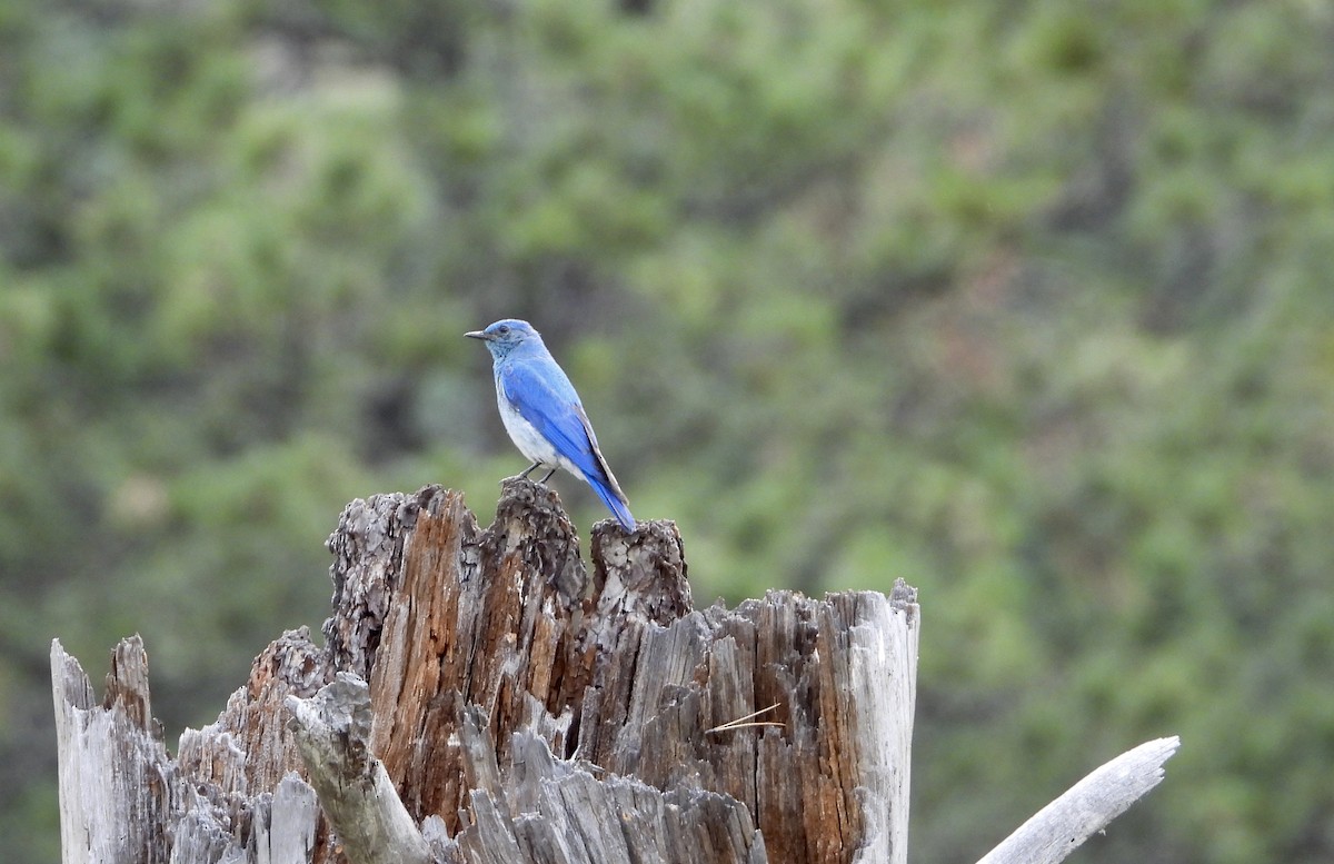 Mountain Bluebird - ML300066001