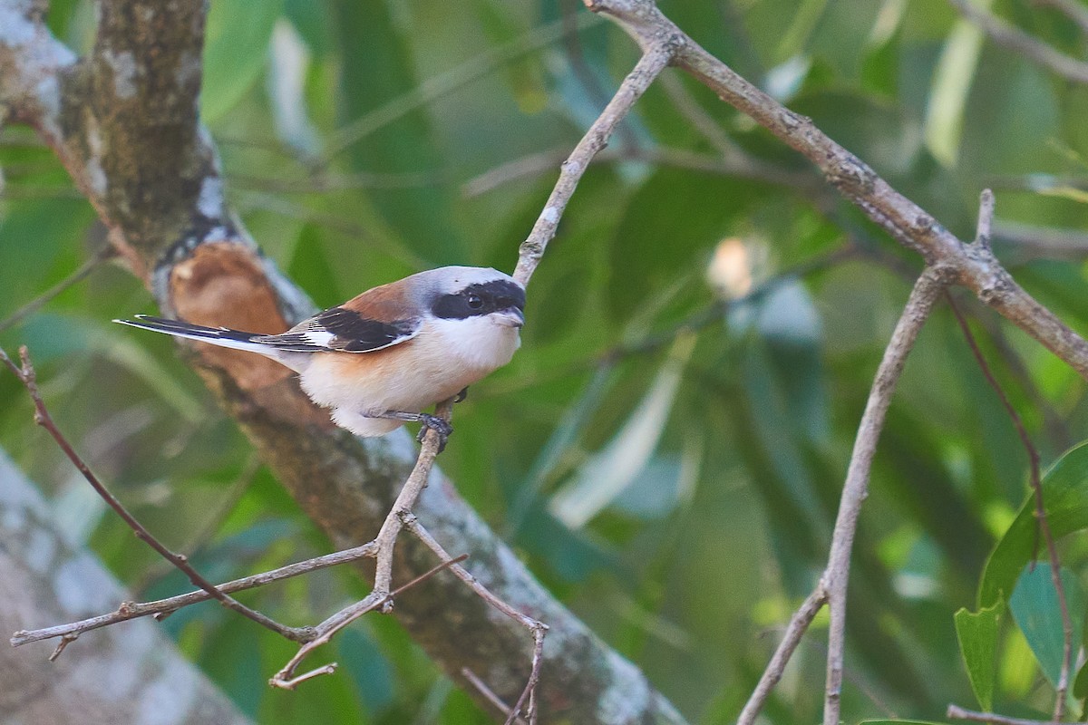 Bay-backed Shrike - ML300066071