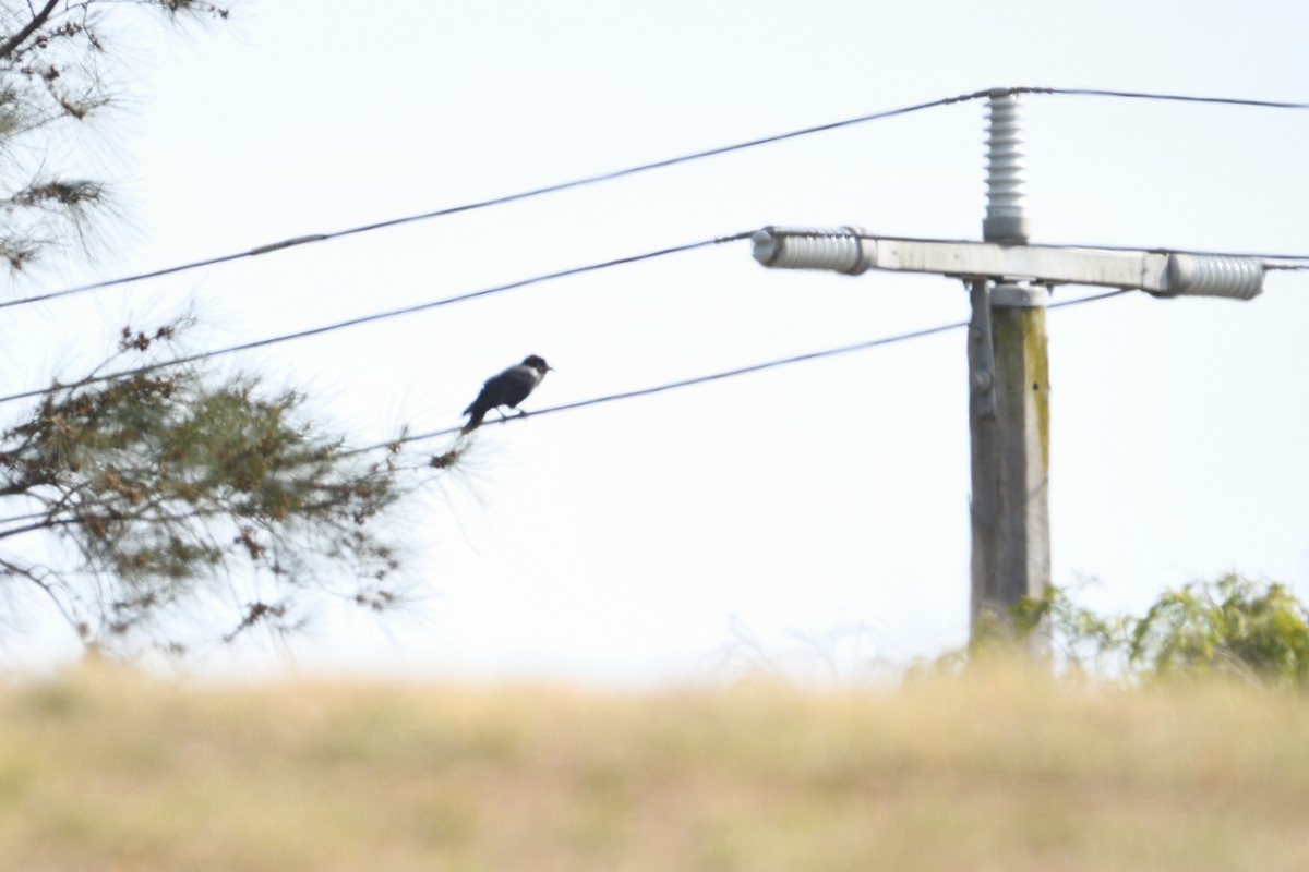 Little Raven - ML300066281