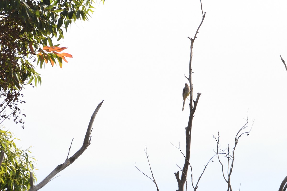 Red Wattlebird - ML300066321