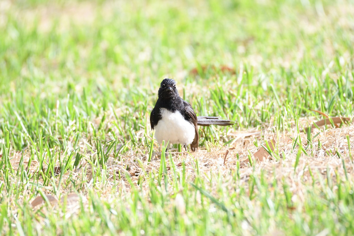 Willie-wagtail - ML300066341